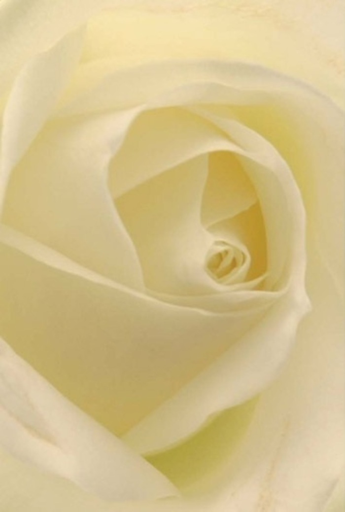 The photo captures the tranquil essence of a classic white rose in close focus-each creamy, spiraled petal layered with nuanced precision. Soft, ambient light floods the bloom, merging whites and creams in a way that seems to make the petals glow peacefully, akin to sunlight filtering through trees in St Mary Cray's hidden green spaces. The faithful structure of the twirling core alludes to purity and quiet resilience, characteristics cherished both in floral art and in the bonds that tie the St Mary Cray community. This elegant rose is chosen frequently by local florists for those moments when sincerity matters most-be it a heartfelt apology, a token of admiration, or the centerpiece at a joyful celebration. The faint shadows cribbed in the creases of each petal only enhance its sculptural beauty, while the imagined scent-clean and subtle-promises a gentle sense of renewal. Thoughtfully arranged, this bloom is perfect for any occasion that deserves an atmosphere of calm and refined emotion. Gifting such a rose in St Mary Cray is a tradition, a visual poem from florist to recipient that honors both personal memory and shared hope.