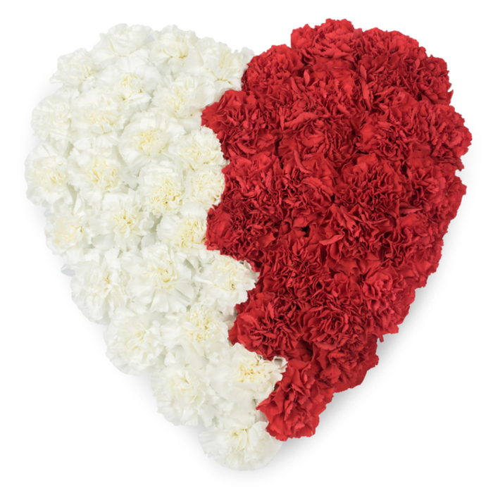 Viewed from above, this heart-shaped composition is an exercise in precision and symbolism: densely packed fresh carnations form a bold, bisected heart, the left half composed of creamy white blooms and the right half of vivid, saturated red. The two fields meet along a pronounced vertical line that is notched in a serrated, saw-tooth pattern of nine triangular points-an intentional edge that immediately echoes the distinctive jagged boundary of Qatar's national flag. Each carnation's tightly ruffled petals contribute to a lush textured plane, the blossoms layered to create gentle undulations across the heart's surface under a neutral, studio-white light. There is a tactile softness to the palette-white petals that fold like silk and red petals that carry the weight of intent-and a disciplined craftsmanship in the way each bloom is nestled to preserve shape and density. This arrangement reads strongly as an emblem of national pride, remembrance, or diplomatic respect, suitable for National Day observances, embassy receptions, or solemn commemorations where floral language stands in for words. Prepared thoughtfully in our St Mary Cray workshop near Foots Cray Meadows, the piece balances floral artistry with symbolic clarity, offering a visual statement that is at once beautiful, respectful, and unmistakably meaningful.