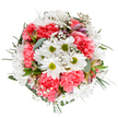 A stylish celebration of St Mary Cray's floral beauty, this bouquet is a harmonious blend of classic white daisies and plush coral-pink carnations, arranged in a rounded composition that exudes both freshness and comfort. Crisp daisy petals fan out from brilliant green centres, while the warmly coloured carnations add layers of inviting texture. Airy wisps of gypsophila weave between the bigger blooms, catching the eye like dewdrops on a June morning in Riverside Gardens. Subtle buds of alstroemeria, tinged with violet and blush, promise future blooms and intrigue, all set against the gentle glow of eucalyptus and deep green foliage. Designed and crafted for heartfelt occasions-birthdays, celebrations, or simply cheering up a friend-this arrangement channels the heart and artistry of a community-focused St Mary Cray florist, ready for same-day delivery to every doorstep in the area.